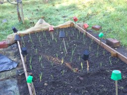 Onions  Garlic in the new bed